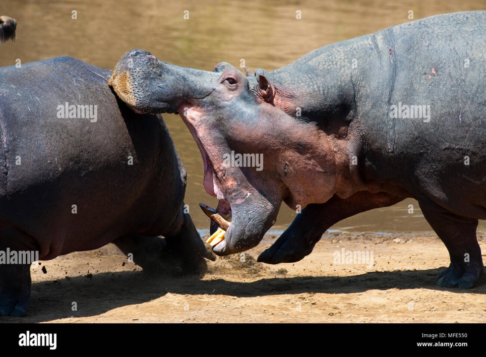 The heart of Hippopotama photo