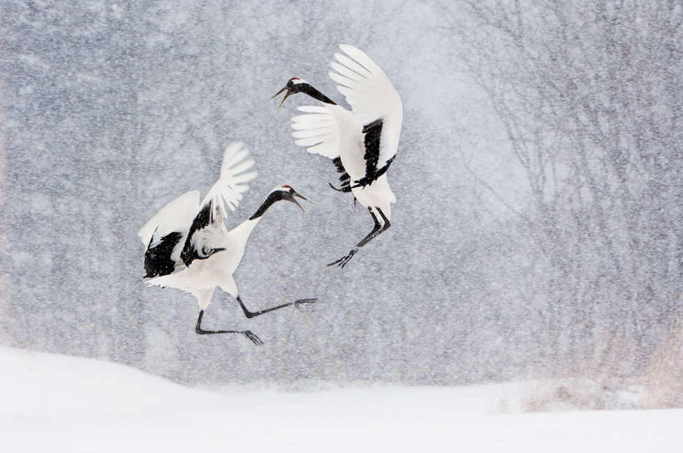 Sterh white crane dance