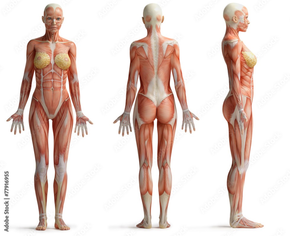 The muscles of the woman are anatomy