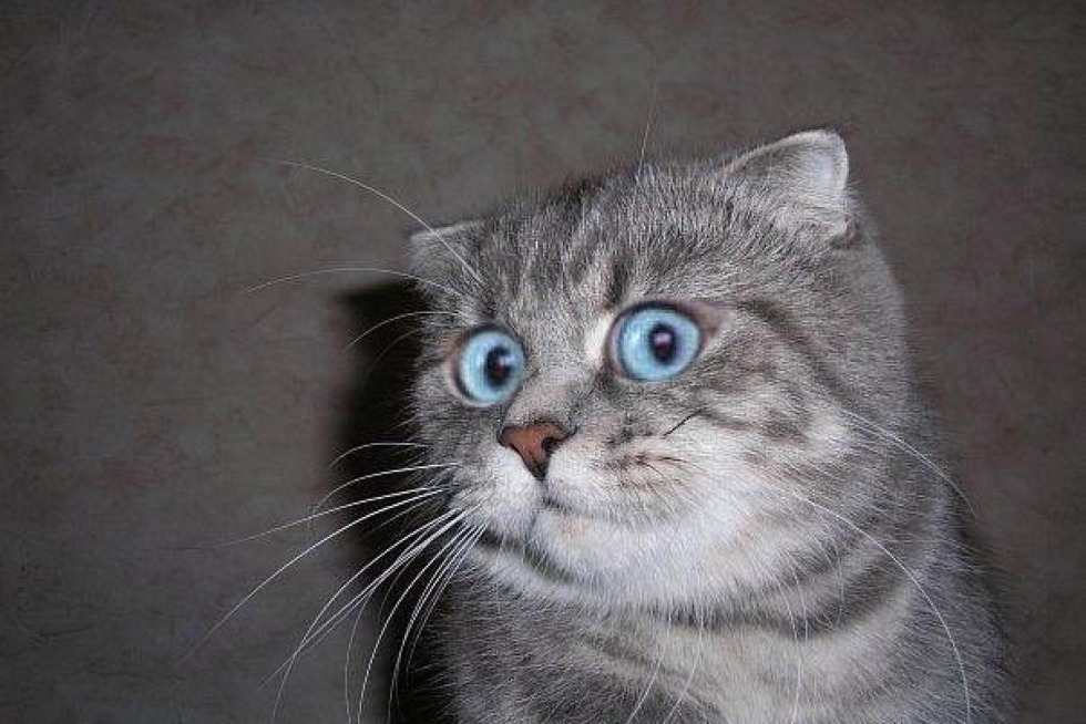 Our Masha and the Magic Holly Cartoon 2009