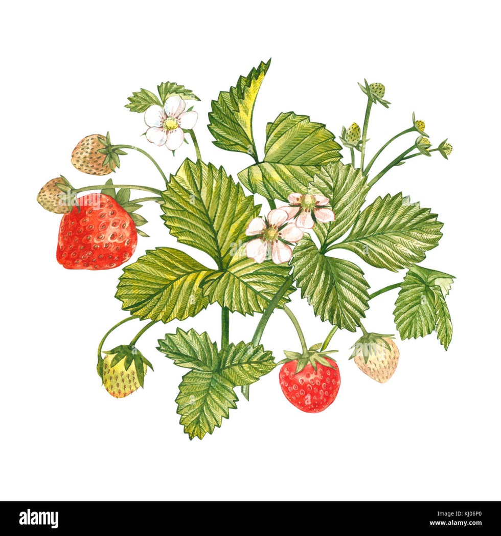 Naked man and strawberries