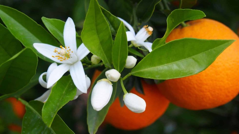 A business card with a lotus