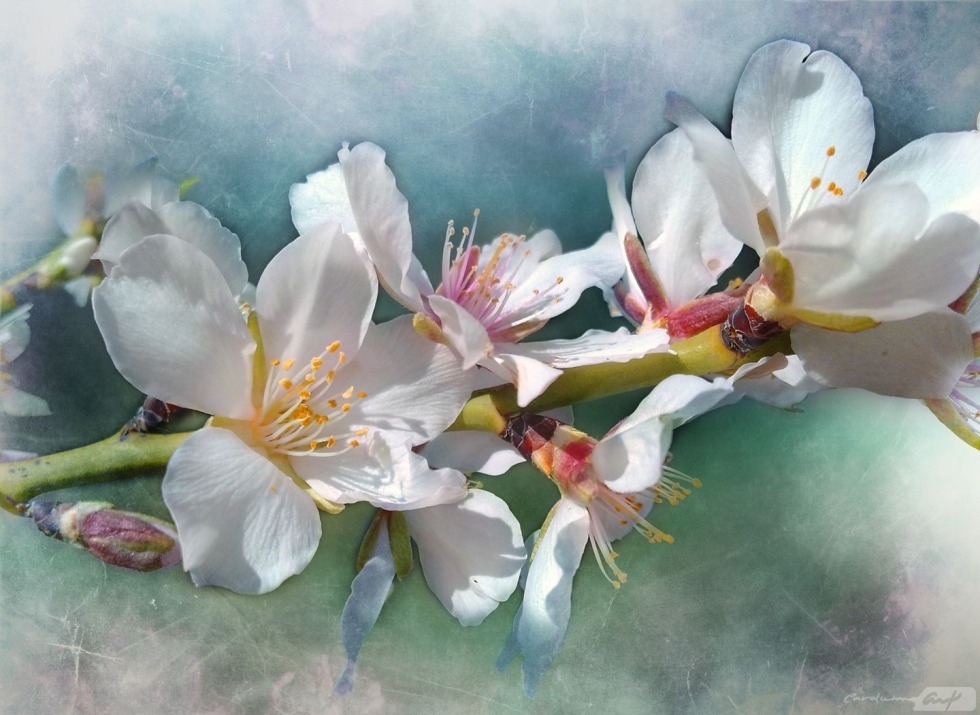 Dios Canocas Instagram