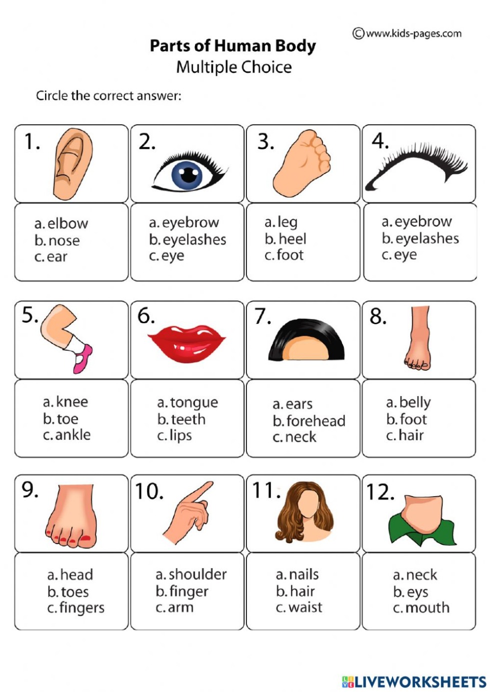 Body parts in English with pronunciation