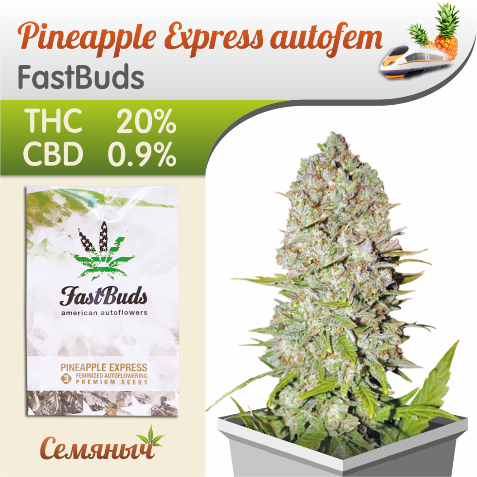 PineApple Express variety description