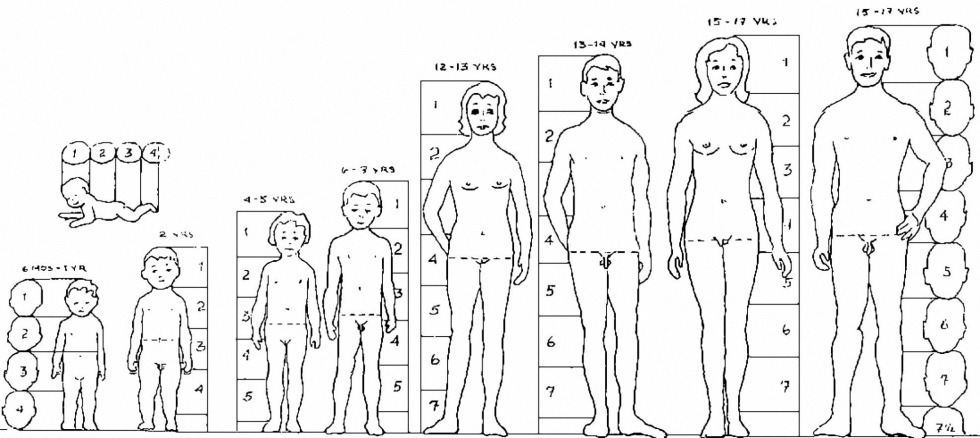 Human proportions at different ages