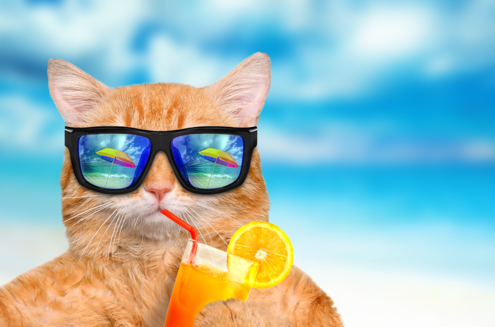 Cat in sunglasses