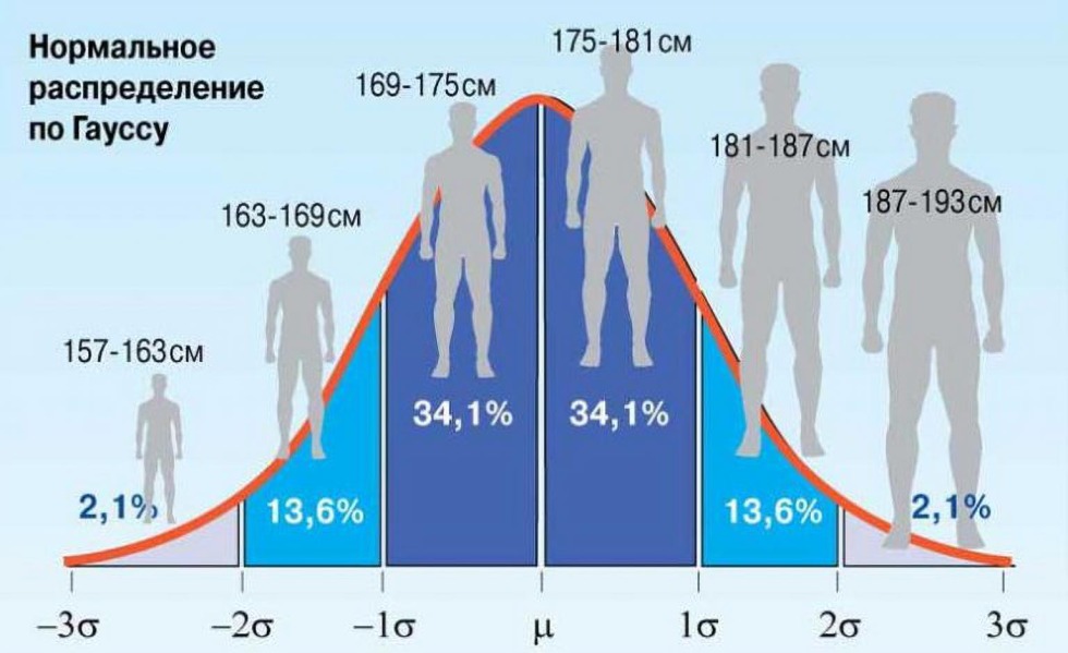 The average growth of a man
