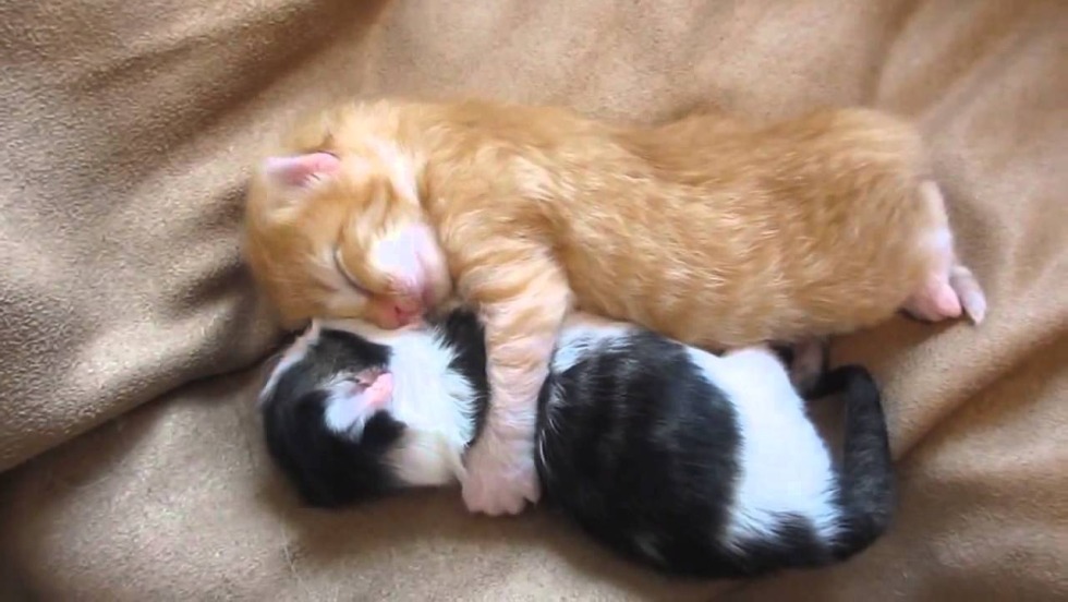 Background for the desktop anime