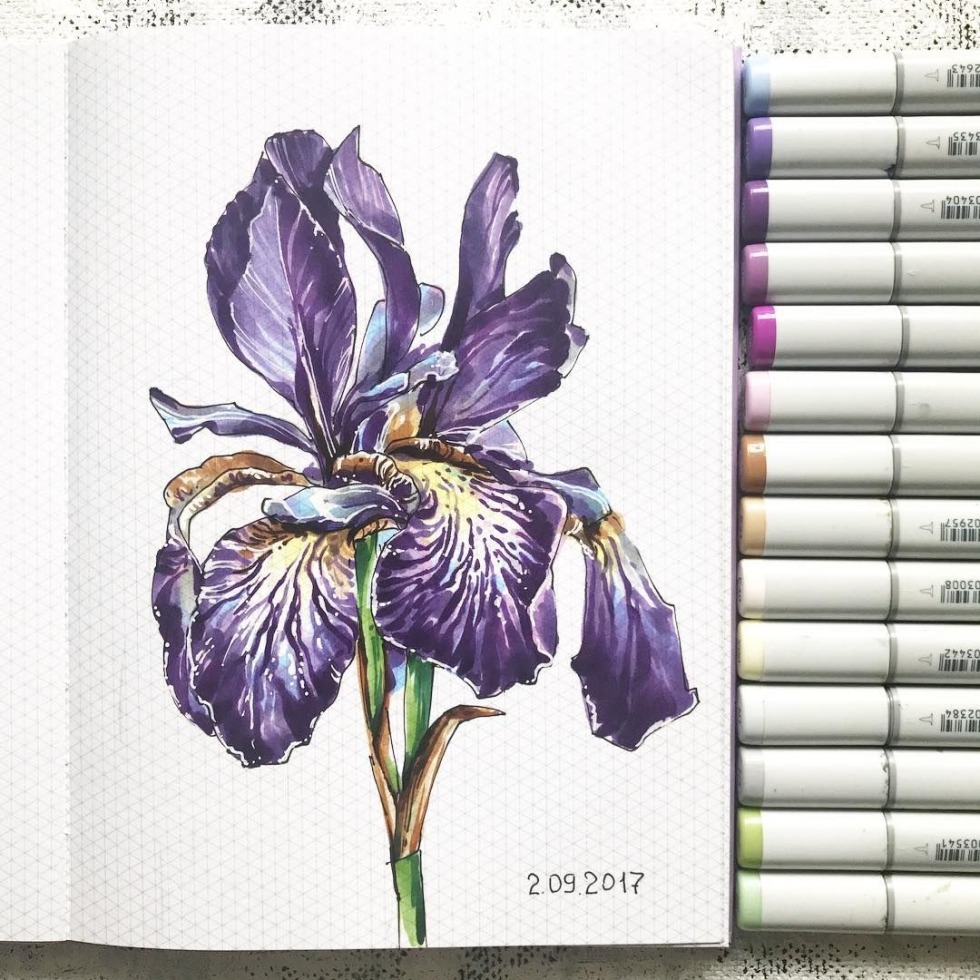 Iris Sketching by markers