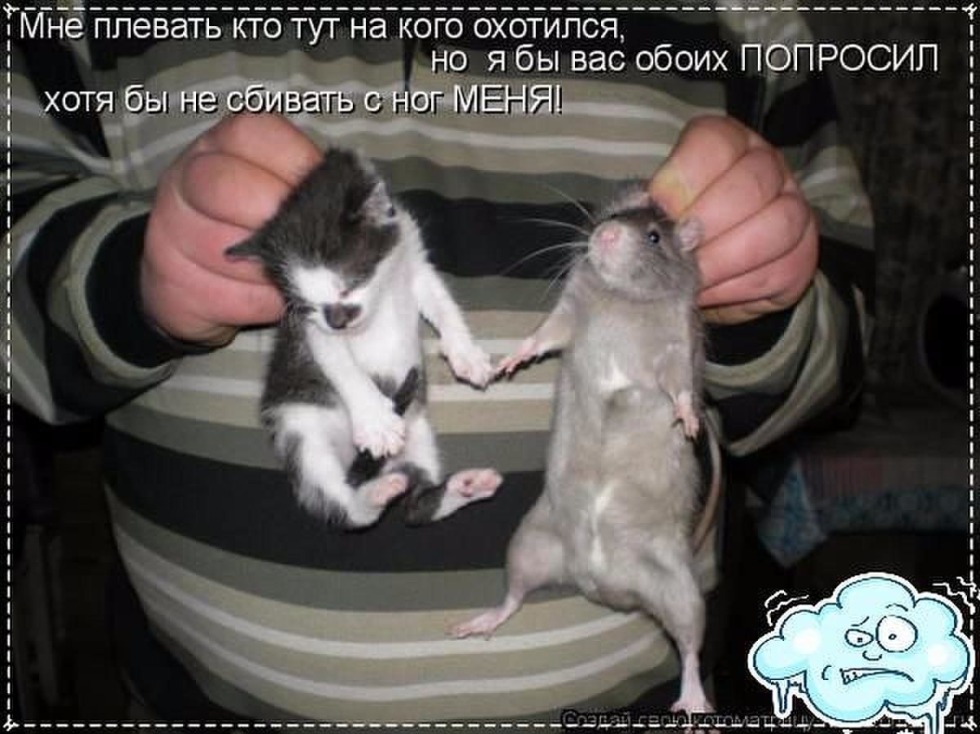 Rats humor and cats